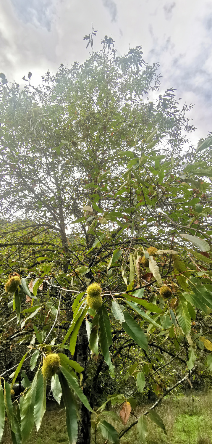 Chestnuts are native trees that providing food | ReWild! Nature restore project Chestnuts are native trees that providing food | ReWild! Nature restore project